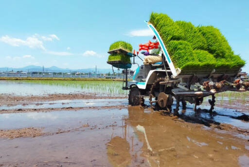 田植えをしている画像